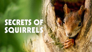 Secrets of Squirrels háttérkép