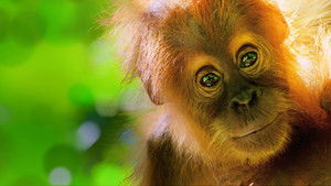 Our Planet – Bolygónk csodái kép