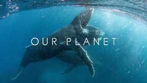 Our Planet – Bolygónk csodái kép