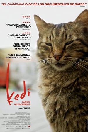 Kedi - Isztambul macskái poszter