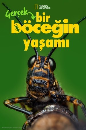 Egy igazi bogár élete poszter