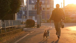 Shiba Park háttérkép