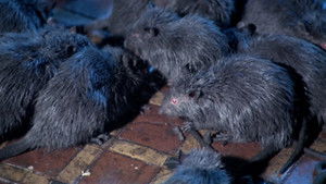 Rats: Night of Terror háttérkép