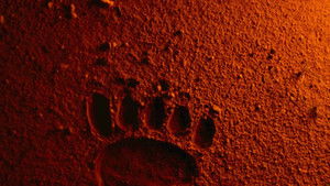Bears Discover Fire háttérkép