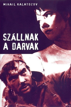 Szállnak a darvak
