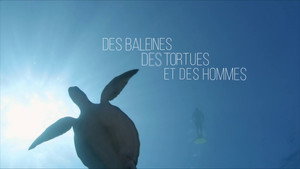 Des baleines, des tortues et des hommes háttérkép