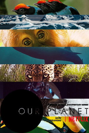 Our Planet – Bolygónk csodái poszter