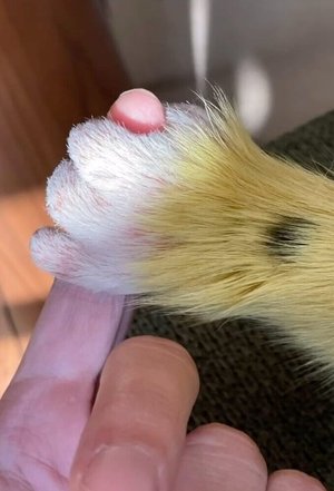 Marsupilami poszter