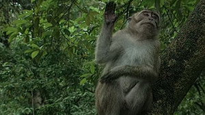 La Vie Privee des Animaux kép