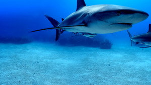 Shark Superpower háttérkép