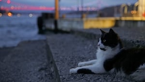 Kedi - Isztambul macskái háttérkép