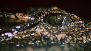 Crocodile háttérkép
