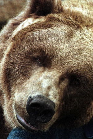 Bart The Bear