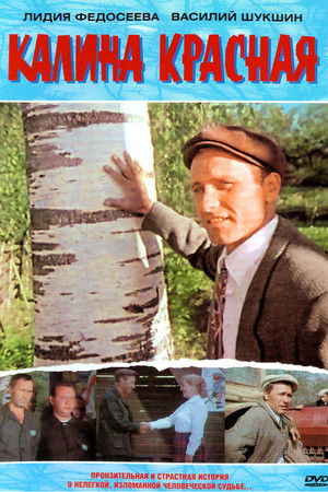 Vörös kányafa poszter