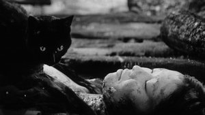 藪の中の黒猫 háttérkép