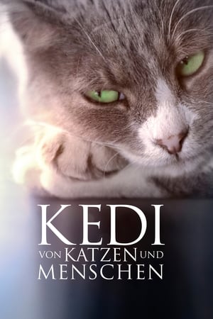 Kedi - Isztambul macskái poszter