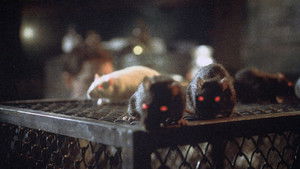 Rats: Night of Terror háttérkép