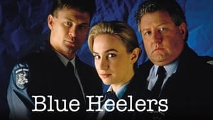Blue Heelers kép