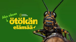 Egy igazi bogár élete kép