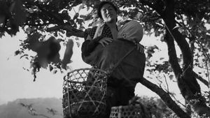 The Insect Woman háttérkép