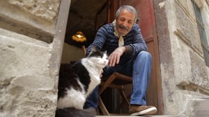 Kedi - Isztambul macskái háttérkép
