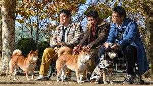 Shiba Park háttérkép