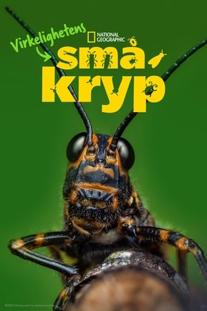Egy igazi bogár élete poszter